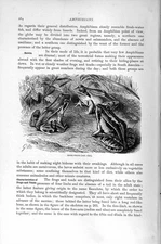 Original Old Antique Print Natural History 1896 Moor Frogs Amphibians Victorian