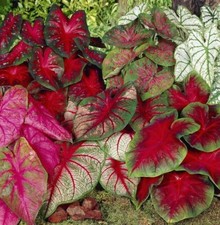 Mixed Caladium Bulbs for Planting - Perennial Hosta, Elephant Ears, Fancy