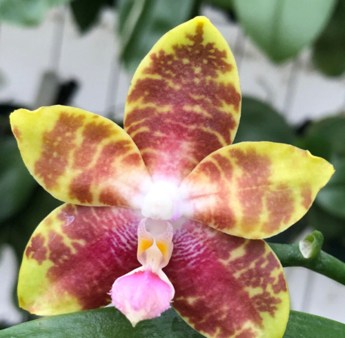 Original Phal Phalaenopsis Yaphon Twisted Roll x Tying Shin Fly Eagle-FRAGRANT - Picture 1 of 2