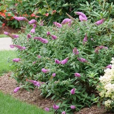Pugster Pinker® Butterfly Bush - 3 Gallon