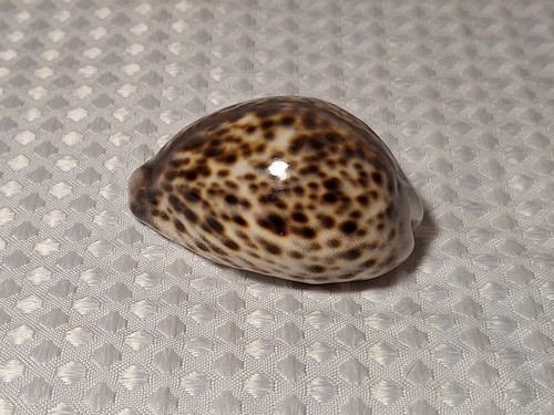 Tiger Cowrie Cypraea Tigris Leopard Pattern Seashell 2 5/8"  Shell