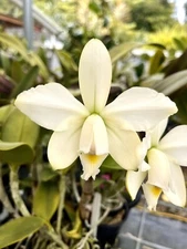 C. Violacea v. alba ‘Orchid Eros’ X AWZ outcross 4” Pot