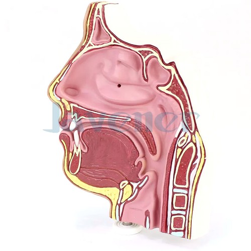 PVC Small Human Nasal Cavity Model Medical Anatomical Models Teaching - Picture 5 of 5