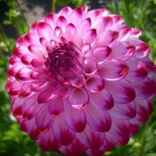 2 - GIANT BALL DAHLIA Caproz Pizzazz Bulb Tuber Clumps  * VERY VIGOROUS BLOOMS