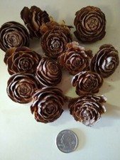 Cedar Rose Pinecones, 10 pieces 1" to 1-1/2" diameter, crafting and potpourri
