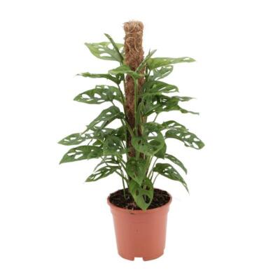 Monstera adansonii 60 cm hoch Ø 17 cm Monkey leaf Zimmerpflanze Kletterpflanze