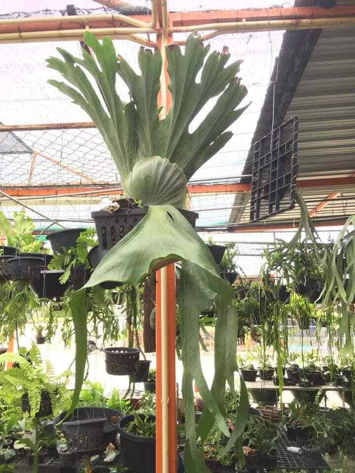 Staghorn Fern Platycerium Hillii Hybrid 3000 Staghorn Fern Platycerium Hillii Hybrid 3000