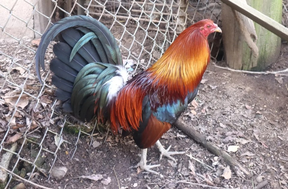 6 Leiper and Mclean Hatch Gamefowl eggs eBay