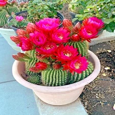 20 Red Torch Flowering Cactus Cacti Seeds "Desert's Blooming Jewel" RARE