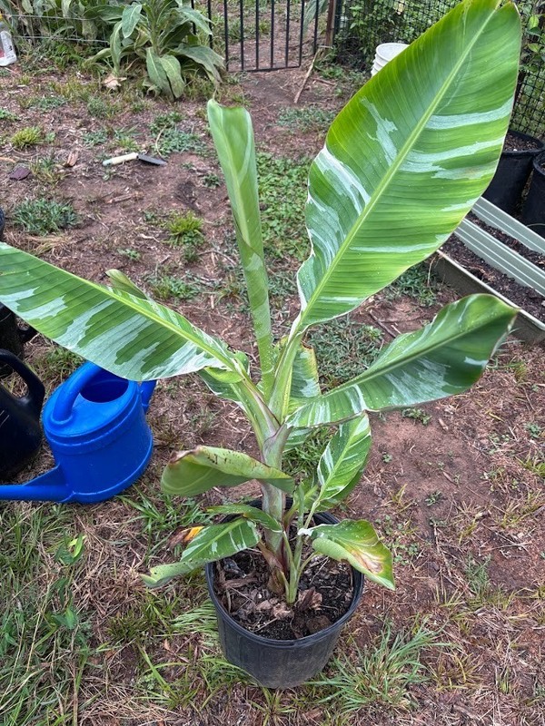 Musa Florida Variegated banana very well established pup already growing a pup