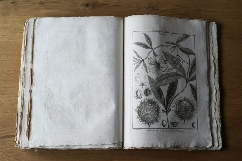 9 livres anciens encyclopédie méthodique Panckoucke botanique 300 gravures 1783 - Photo 4/4