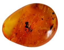 BURSZTYN KOPAL Z TROPIKALNĄ SKAMIENIAŁĄ MUCHĄ I KOMAREM 5,6 GR