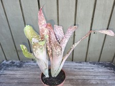 Billbergia Kolan Offspring rare bromeliad 5''pot