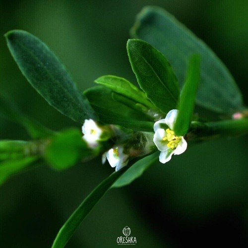 Polygonum aviculare 100+ piezas semillas frescas, hierba de nudo común, tweed postrado - Imagen 2 de 6