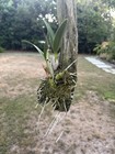 Laelia autumnalis alba MOUNTED, NEW GROWTH, MEXICAN, RARE FORM, ORCHID SPECIES — photo 9