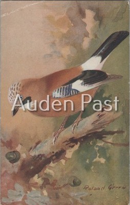 Vintage Roland Green Jay Vogel Postkarte Ruskin Studio England 1931 Natur Kunst