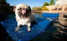 19172 cute pug Decor Wall Print Poster
