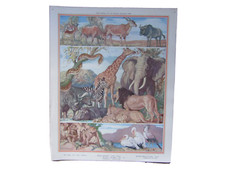 Old mid century school print picture - Wild animals of the Kruger National park