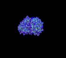 WYSIWYG Bicolor Frogspawn Live LPS Frag Coral Saltwater Reef Aquarium