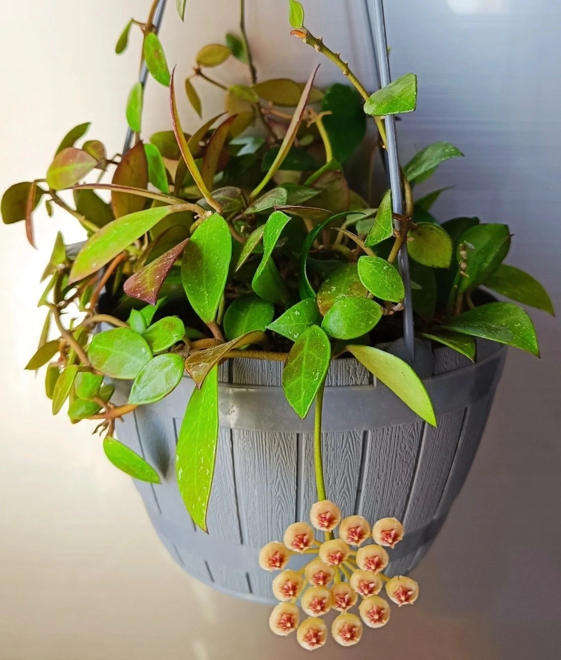 AU STOCK RARE HOYA 'PLICATA " -PLANTS ROOTED SUCCULENT 018-86