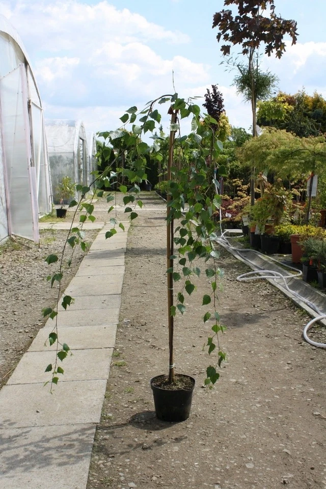 Hänge-Birke ZÖLD SZAKÁLL 90-110 cm im Container - Bild 3 von 4