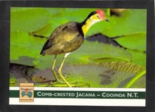 A2801 Australia Birds NT Comb Crested Jacana Cooinda Barker postcard