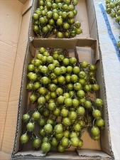 Frontgate Holiday Collection Crackle Rosehip Stems Floral Accents Green Set Of 6