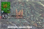 Dr Jim Stamps Maximum Card 33c Western Sword Fern First Day Day Issue