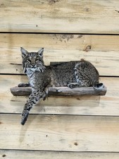Beautiful North American bobcat mount.No reserve