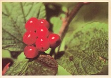 Highbush Cranberry Berries Vintage Continental Postcard Unposted