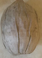 COCONUT plant SEED Cocos nucifera, 1 live GREEN Tropical Healthy COCONUT SEED