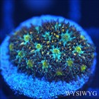 Corals of Eden WYSIWYG Live Coral Frag ~ John Deere Leptastrea Coral — photo 1