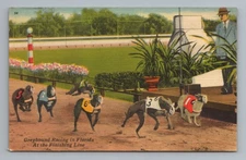Greyhound Racing in Florida At the Finishing Line Vintage Postcard