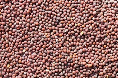 Khubkala Lal Seeds Hedge Mustard - Sisymbrium Irio Linn Khakchi Flixweed Seeds - Picture 3 of 5