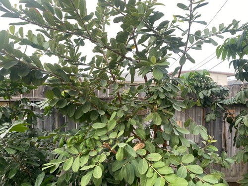 60 Pcs FRESH ORGANIC GUAVA LEAVES CALIFORNIA GROWN GREEN Tea - Picture 3 of 5