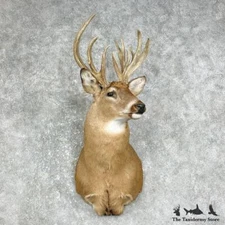 #25873 E | Whitetail Deer Taxidermy Shoulder Mount For Sale