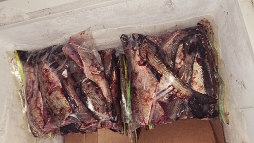 Frozen Gizzard Shad Sides Welsköder 2 Gallonen Beutel - Bild 3 von 3