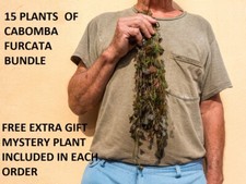 15 plants of Cabomba Piauhyensis Furcata Fanwort planted tank aquarium plants