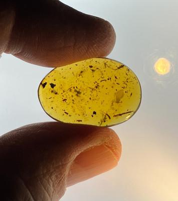 A101 BU3226 Rare Reptile Skin in nice Burmese amber Burmite 99mya