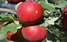 25+ Novaspy Apple Seeds for Garden Planting - USA - FREE SHIPPING!