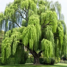 5 Willow Seeds Tree Weeping Flower Giant Flowers Seed Perennial "Bright Green"