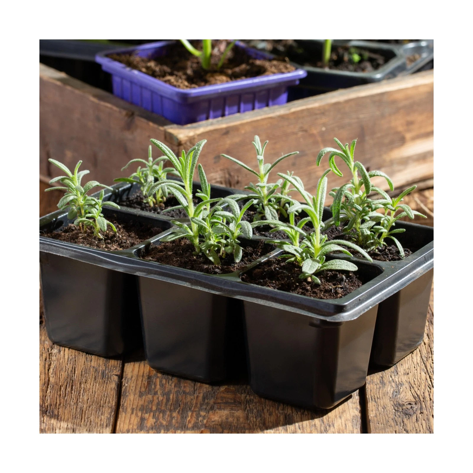 Seed Needs Rosemary Seeds - Thumbnail 2