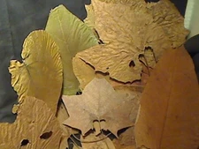Real pressed autumn foliage Fall class project