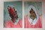 2-Cardinal-Collages-amp-Original-watercolor-ACEO-2-5-x-3-5-art-card-R-Tobaison thumbnail 2