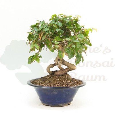 BONSAI Koreanische Hainbuche 'Carpinus turczaninowii' Winterhart & Robust |  eBay.de