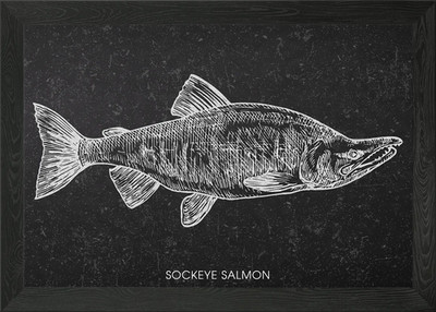 Sockeye Lachs Tafel Illustrat gerahmt Wandbild Poster Leinwanddruck Bild