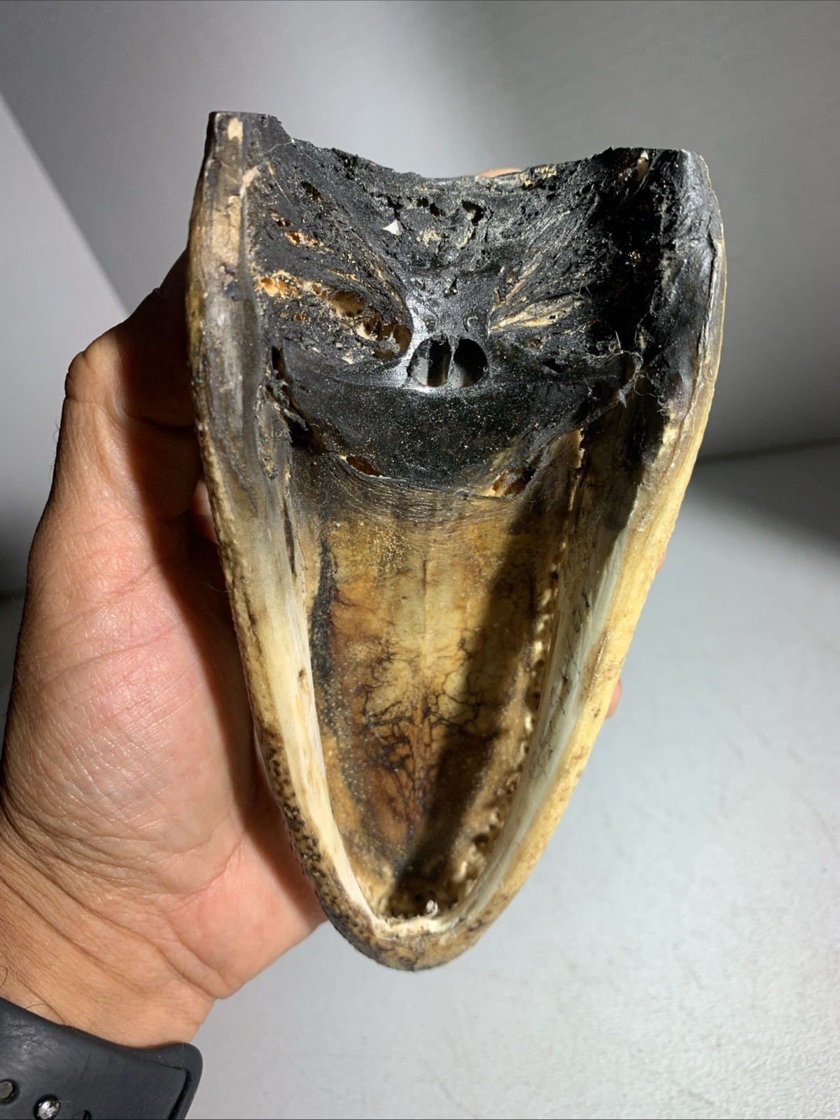 Vintage Small Alligator Head Taxidermy Authentic 6” Long