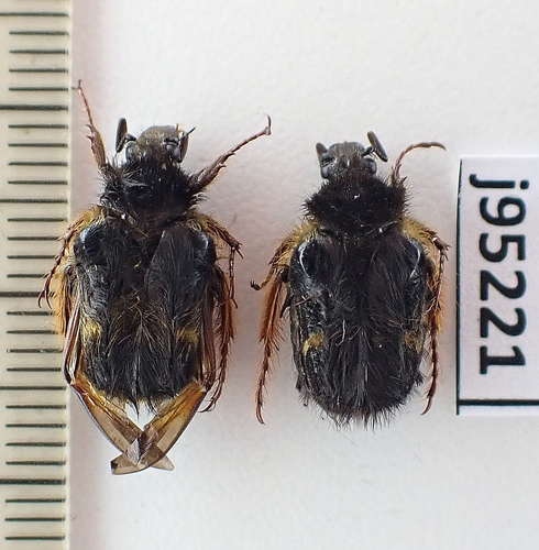 j95221. Insects: Cetoniidae sp. North Vietnam. Lai Chau | eBay