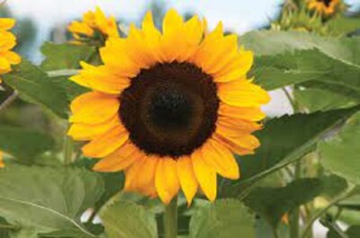 sunflower171707ページ ProCut® Orange Sunflower – HOSS