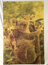 Bushed Large 1972 Poster Koala With Baby Pro Arts Medina Ohio